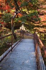 11月の色鮮やかに紅葉している綺麗なもみじ