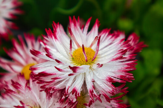 Asteraceae (Korbbl&uuml;tler)
