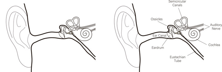ear anatomy vector illustration, simple black line - obrazy, fototapety, plakaty