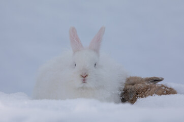 funny white rabbit in the snow