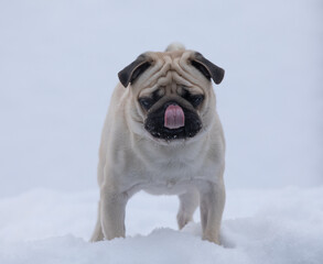 pug dog portrait in winter