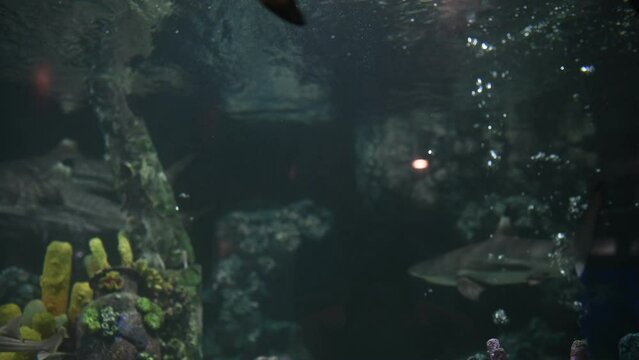 Coral and sea fish in the aquarium