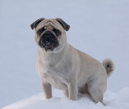 pug dog portrait in winter