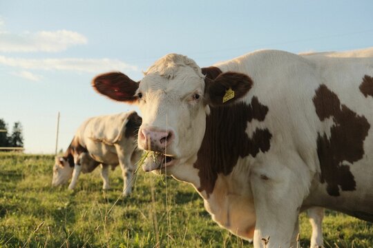 Selective focus of a white Montbeliarde cow (Bos taurus) with brown patterns grazing in the pasture
