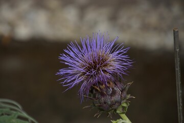 Closeup shot of a cardoon blossom