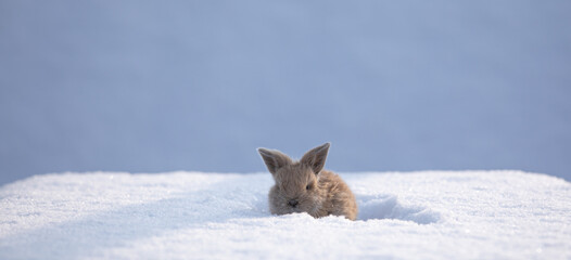 little funny brown rabbit in the snow