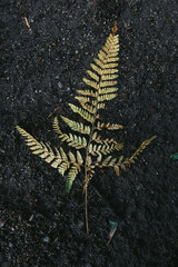 fern leaf on black background