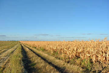 Fototapeta na wymiar Landscape with road, maize harvest in the field, blue cloudy sky background