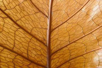 brown dry leaf background texture close-up abstract