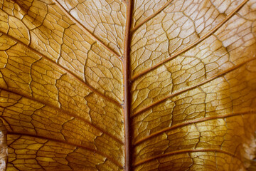 brown dry leaf background texture close-up abstract