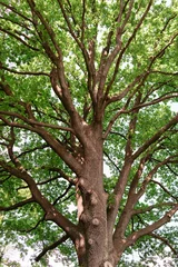 Stately old oak with beautiful branches as abstract art with a fresh green foliage. © mslok
