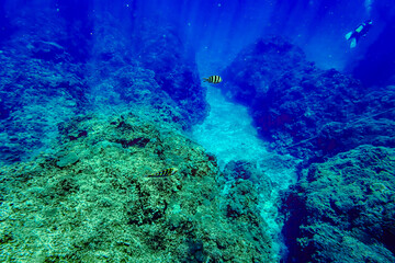 UnderWater at Kerama, Okinawa, Japan