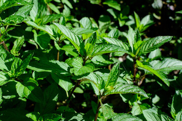 Fototapeta na wymiar Fresh green peppermint or mentha × piperita, also known as Mentha balsamea leaves in direct sunlight, in an organic herbs garden, in a sunny summer day.