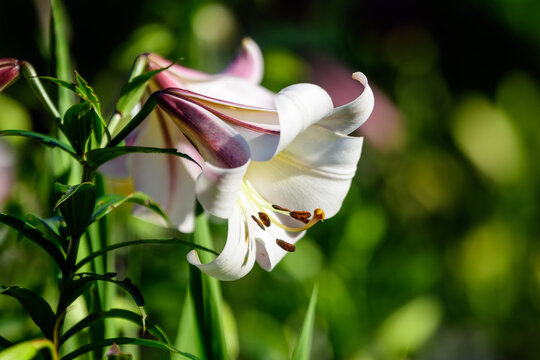 White flowers of Lilium regale plant, known as regal, royal or king's lily in a British cottage style garden in a sunny summer day, beautiful outdoor floral background photographed with soft focus.