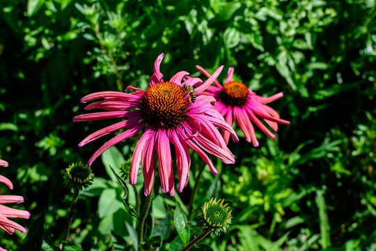 Two delicate pink echinacea flowers in soft focus in an organic herbs garden in a sunny summer day.