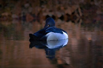Tufted Duck in Autumn Light (Aythya fuligula)