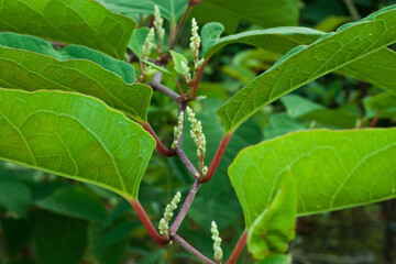 leaves on a branch