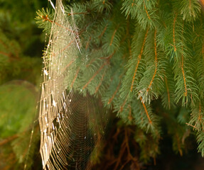 spider web on a coniferous tree