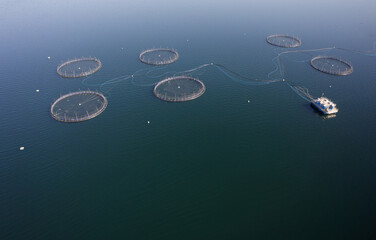 Fish farm salmon round nets in natural environment Loch Fyne Arygll and Bute Scotland