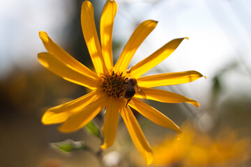 a bee on a yellow flower