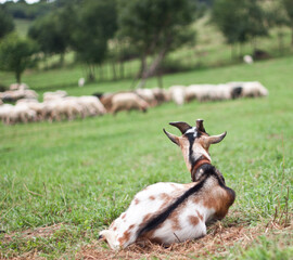 A goat on a pasture in the Pieniny Mountains