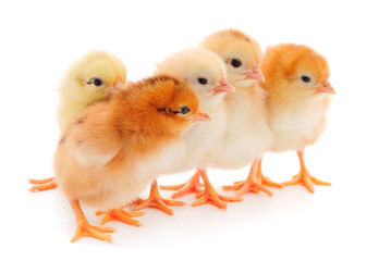 Five yellow chickens.