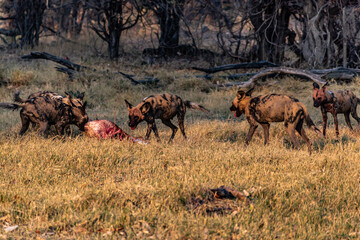 Pack of african wild dogs after a kill Moremi game reserve Botswana