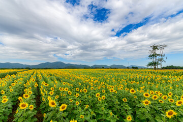 Beautiful sunflower flower blooming in sunflowers field.