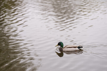 Common duck swimming in a lake in late spring