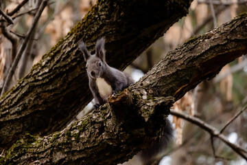 cute young with squirrel portrait on a branch