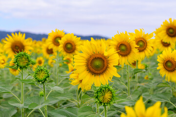 Beautiful sunflower flower blooming in sunflowers