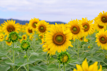 Obraz premium Beautiful sunflower flower blooming in sunflowers