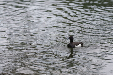 Tufted duck swimming in lake