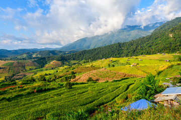 Fototapeta na wymiar Landscape of Pa Pong Piang Rice Terraces with homestay on mountain, Mae Chaem, Chiang Mai,