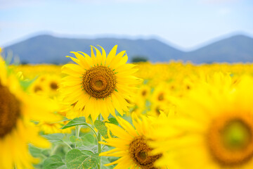 Beautiful sunflower flower blooming in sunflowers field. Lopburi province.