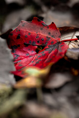 czerwony jesienny liść - obrazy, fototapety, plakaty