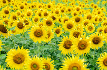 Fototapeta na wymiar Beautiful sunflower flower blooming in sunflowers field. Lopburi province.