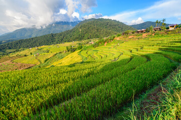 Fototapeta premium Landscape of Pa Pong Piang Rice Terraces with homestay on mountain