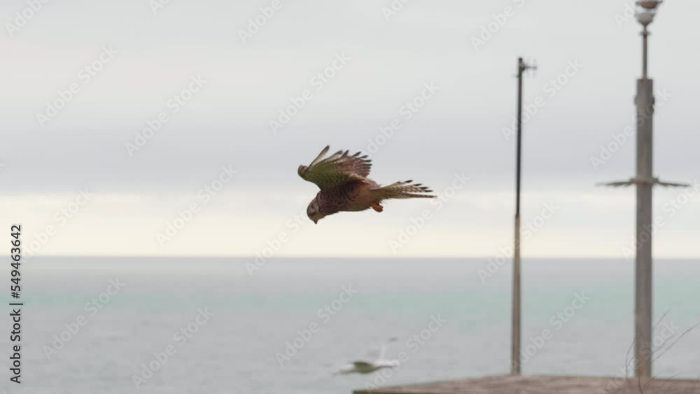 Canvas Prints common kestrel hovering in the air. falco tinnunculus.