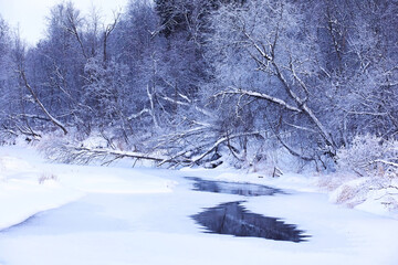 The forest is covered with snow. Frost and snowfall in the park. Winter snowy frosty landscape.