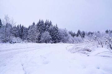 Fototapeta na wymiar The forest is covered with snow. Frost and snowfall in the park. Winter snowy frosty landscape.