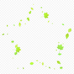 Leaves Falling Spring Flying Foliage Green Leaf