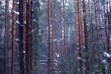 The forest is covered with snow. Frost and snowfall in the park. Winter snowy frosty landscape.