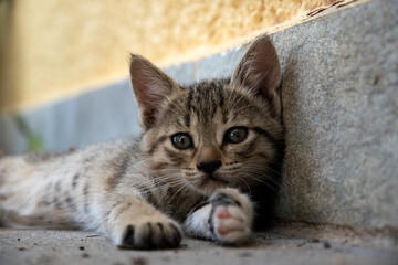 Little adorable tabby cat lying outdoor closeup