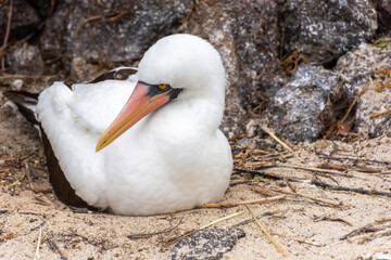 A Nazca Booby (sula granti) nesting on the island of Isla Genovesa, part of the Galapagos Islands in Ecuador.