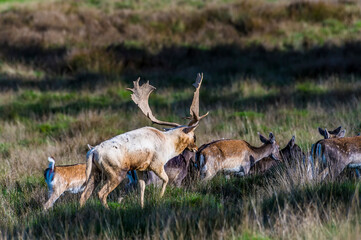 A view of a stag steering a group of female deer in parkland near to Arundel, Sussex, UK in Autumn