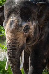 Naklejka premium An old male Asian elephant (Elephas maximus) in captivity