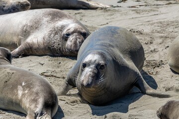 California Elephant Seals