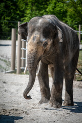 An old male Asian elephant (Elephas maximus) in captivity