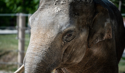 Fototapeta premium Young Asian elephant (Elephas maximus) male in captivity, close-up